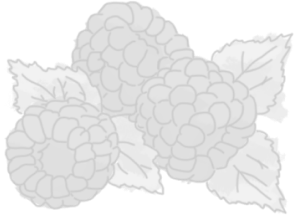 illustration of raspberries